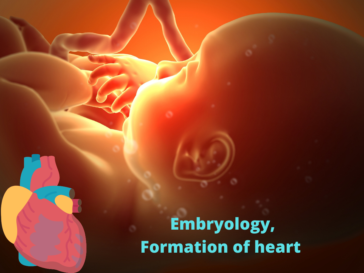 Formation of Heart-Embryo changes